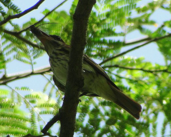 Photo (4): Streaked Flycatcher