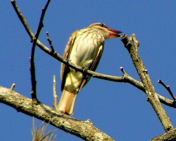 Photo (17): Streaked Flycatcher