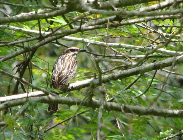 Photo (18): Streaked Flycatcher