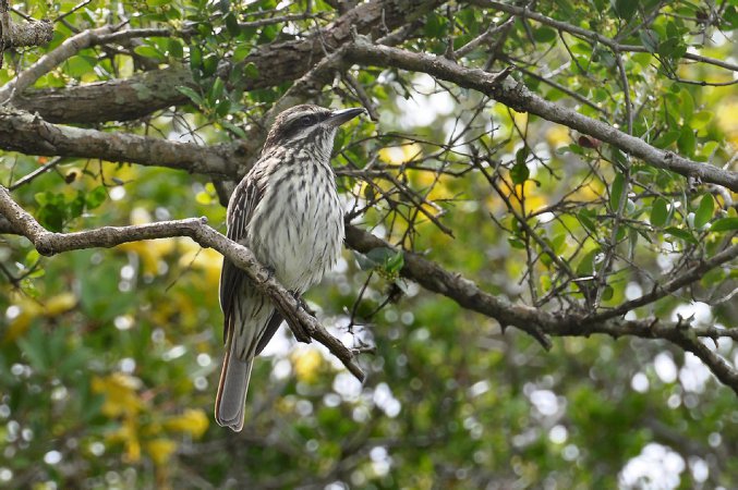 Photo (3): Streaked Flycatcher
