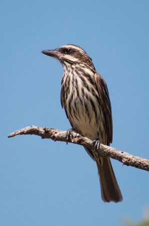 Photo (8): Streaked Flycatcher