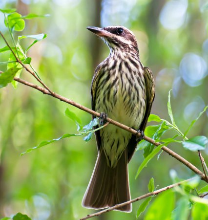 Photo (6): Streaked Flycatcher