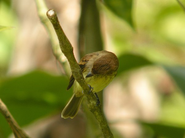 Photo (10): Bran-colored Flycatcher