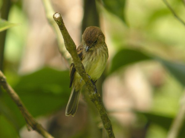 Photo (4): Bran-colored Flycatcher
