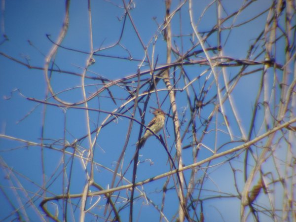 Photo (7): Bran-colored Flycatcher