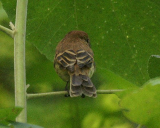 Photo (6): Bran-colored Flycatcher