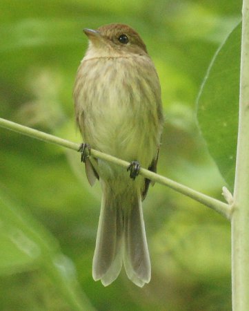 Photo (3): Bran-colored Flycatcher