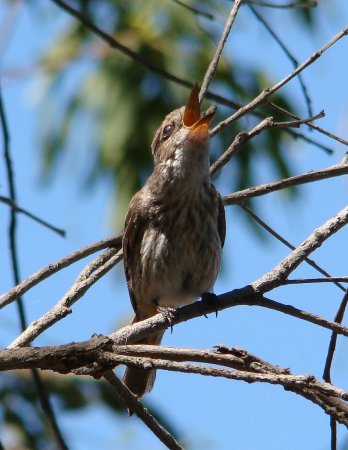 Photo (11): Bran-colored Flycatcher