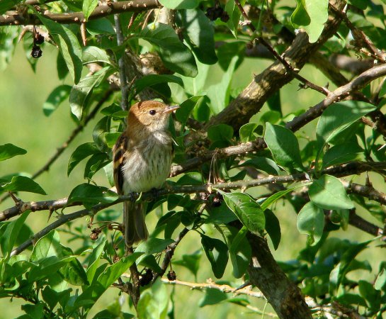 Photo (5): Bran-colored Flycatcher