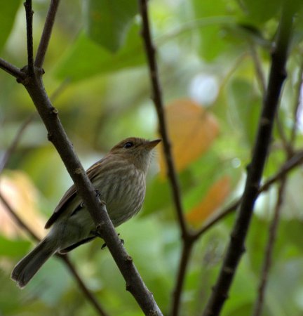 Photo (8): Bran-colored Flycatcher
