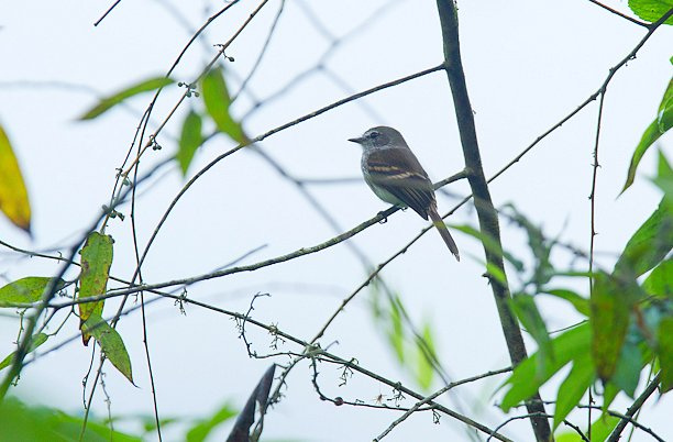 Photo (9): Bran-colored Flycatcher