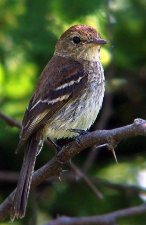 Photo (1): Bran-colored Flycatcher