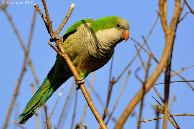 Photo (3): Monk Parakeet