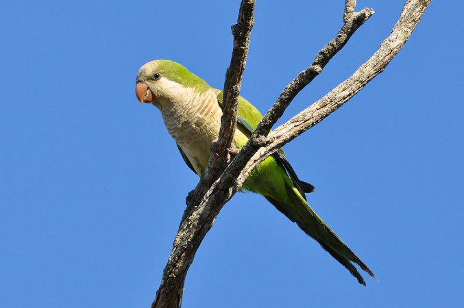 Photo (2): Monk Parakeet