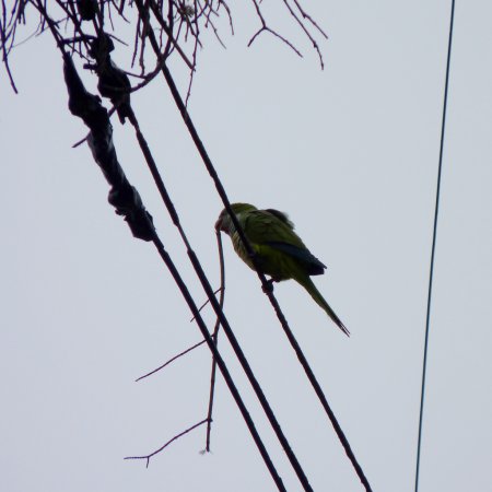 Photo (16): Monk Parakeet