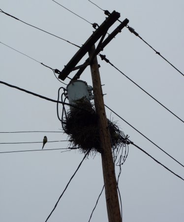 Photo (21): Monk Parakeet