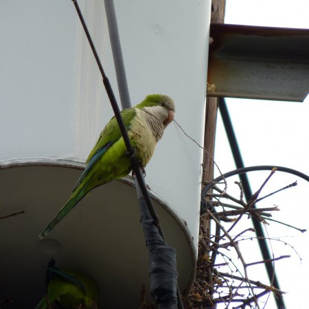 Photo (17): Monk Parakeet