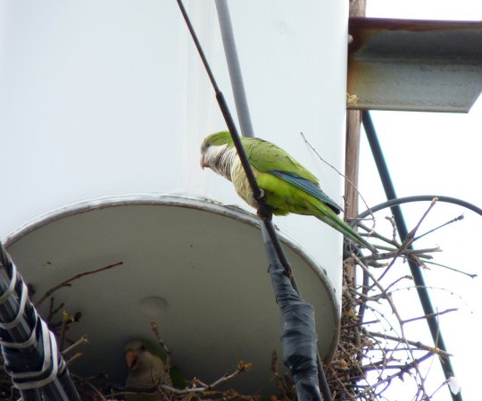 Photo (20): Monk Parakeet