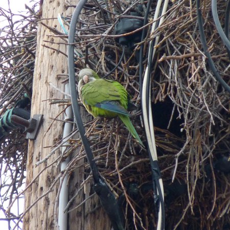 Photo (19): Monk Parakeet