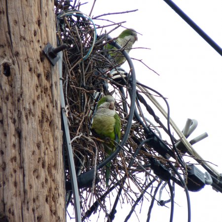 Photo (18): Monk Parakeet