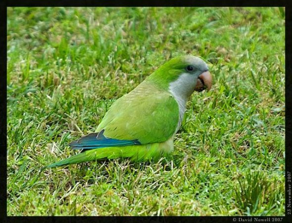 Photo (10): Monk Parakeet