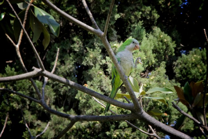 Photo (13): Monk Parakeet
