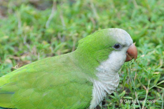 Photo (8): Monk Parakeet