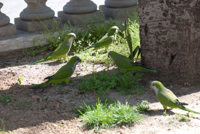 Photo (11): Monk Parakeet