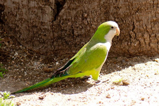 Photo (7): Monk Parakeet