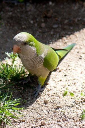 Photo (4): Monk Parakeet