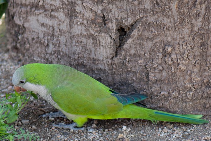 Photo (6): Monk Parakeet