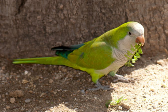 Photo (9): Monk Parakeet