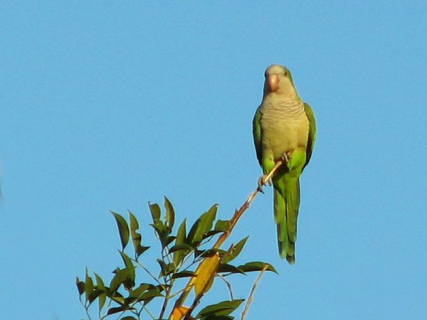 Photo (12): Monk Parakeet
