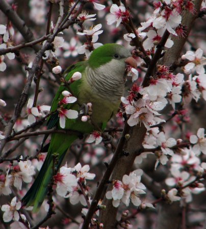 Photo (15): Monk Parakeet