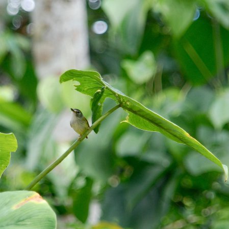 Photo (1): Black-capped Pygmy-Tyrant