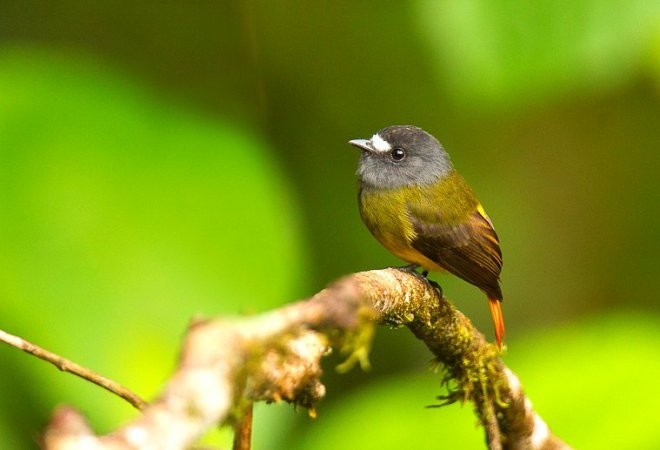 Photo (1): Ornate Flycatcher