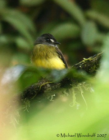 Photo (2): Ornate Flycatcher
