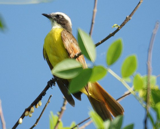 Photo (8): Rusty-margined Flycatcher