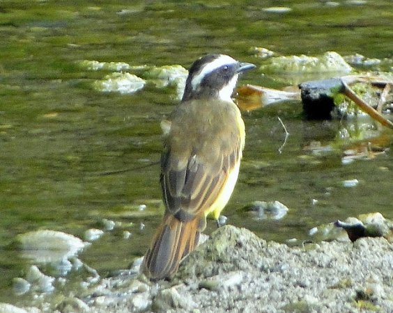 Photo (3): Rusty-margined Flycatcher
