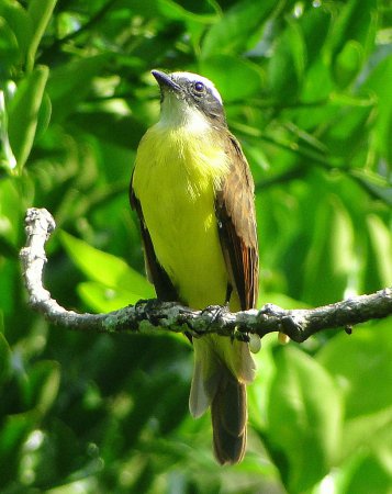 Photo (14): Rusty-margined Flycatcher