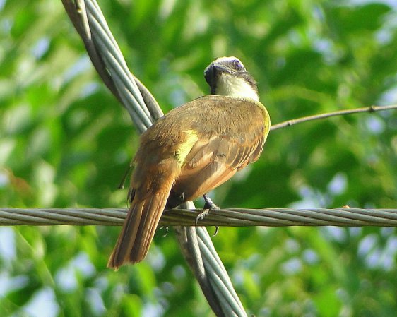 Photo (11): Rusty-margined Flycatcher
