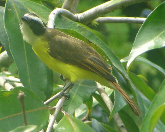Photo (2): Rusty-margined Flycatcher