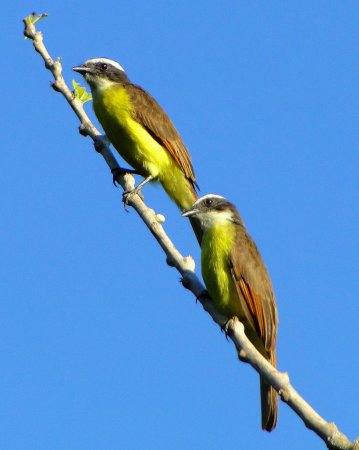 Photo (5): Rusty-margined Flycatcher