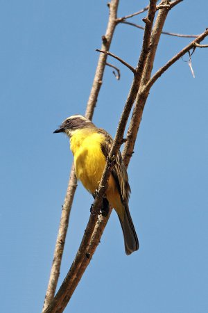 Photo (10): Rusty-margined Flycatcher