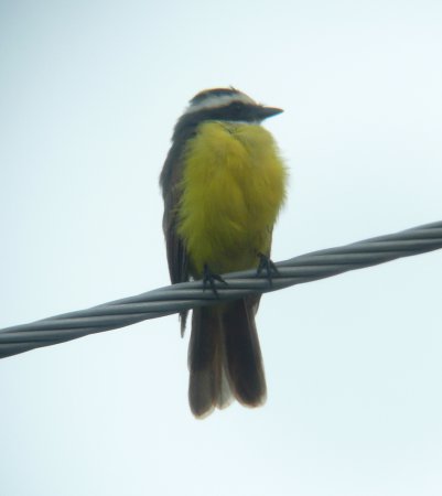 Photo (1): Rusty-margined Flycatcher