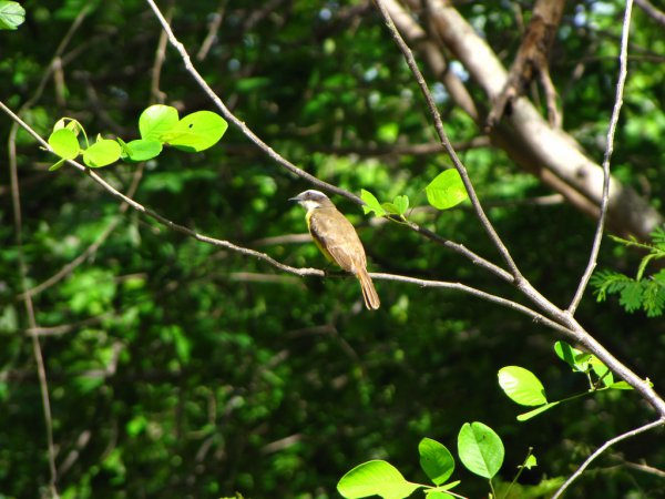 Photo (6): Rusty-margined Flycatcher