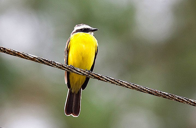 Photo (17): Rusty-margined Flycatcher