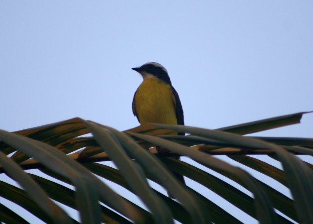 Photo (16): Rusty-margined Flycatcher