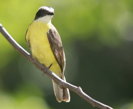 Photo (15): Rusty-margined Flycatcher