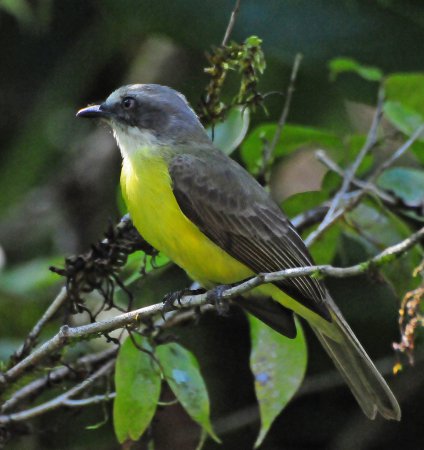 Photo (4): Gray-capped Flycatcher